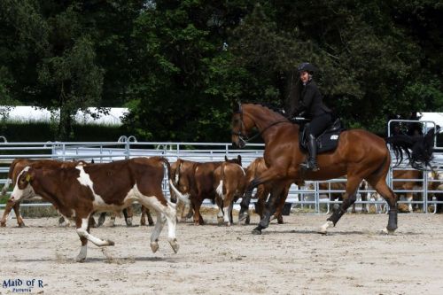 Working Equitation Angela Honeder